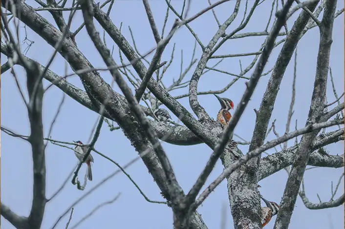 Bird-watching sanctuary at Wayanad resort