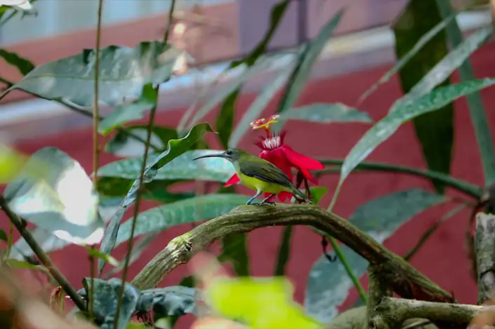 Early morning bird-watching at Wayanad resort